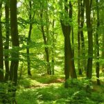 Keysource commits to planting a tree for every order received