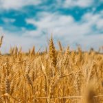 The Smart Cube: Grains & Dairy Prices Expected to Rise During Remainder of 2022